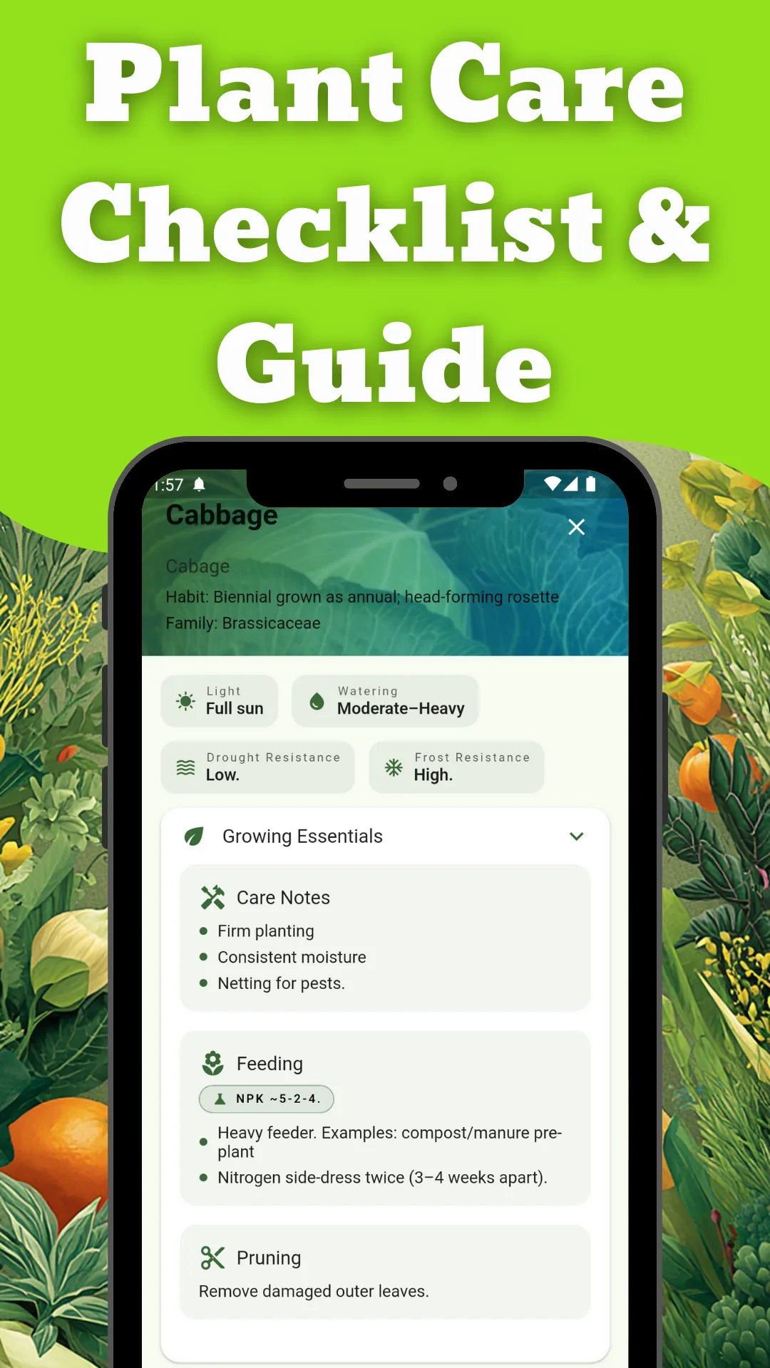 Plant care checklist and growing guide for cabbage
